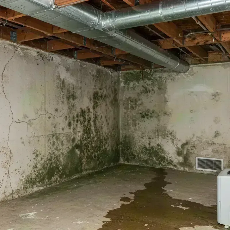 Professional Mold Removal in Stoughton, WI